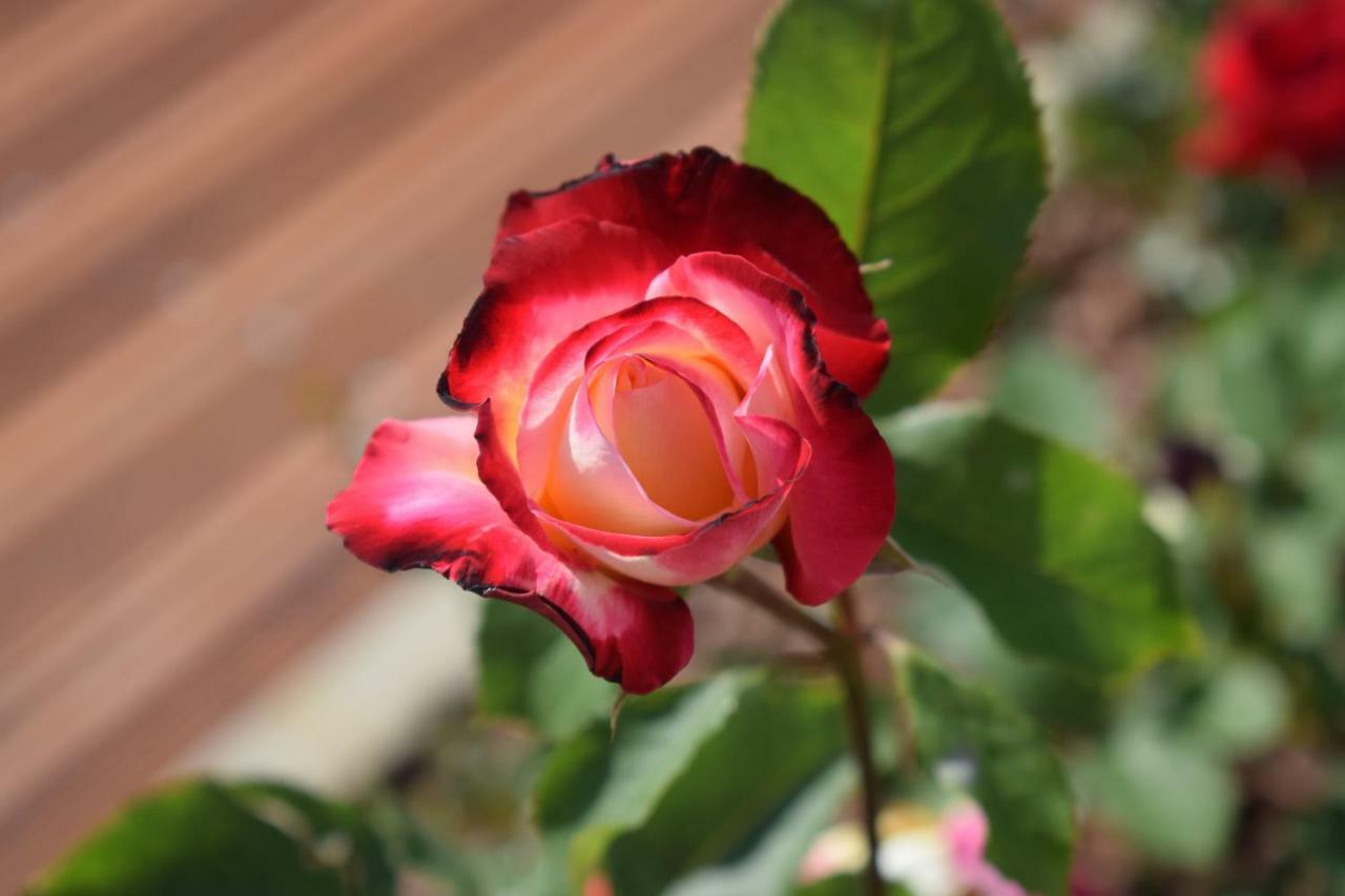 טיראנה Chateau Linza Resort מראה חיצוני תמונה