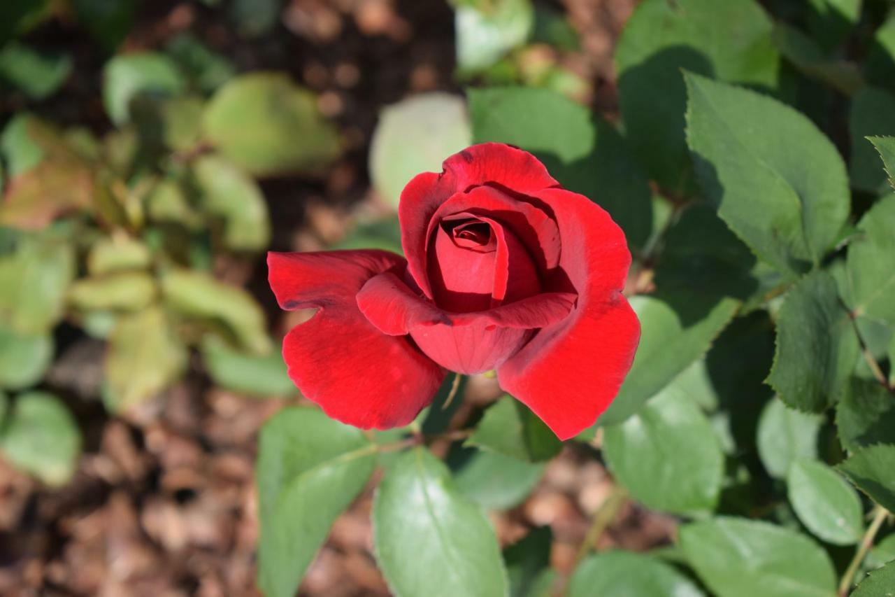 טיראנה Chateau Linza Resort מראה חיצוני תמונה
